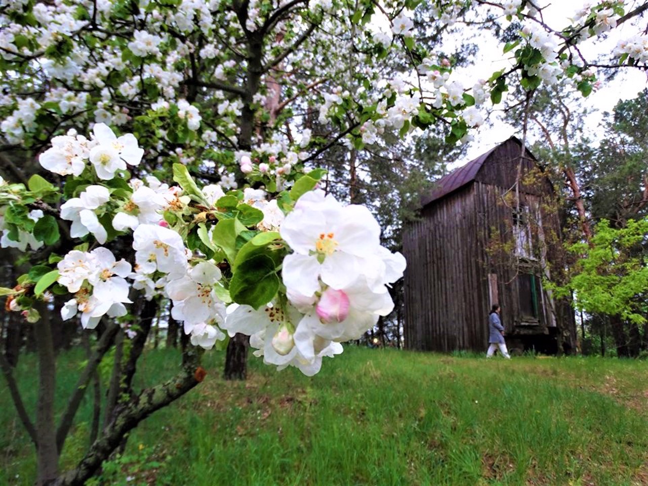 Buchak village