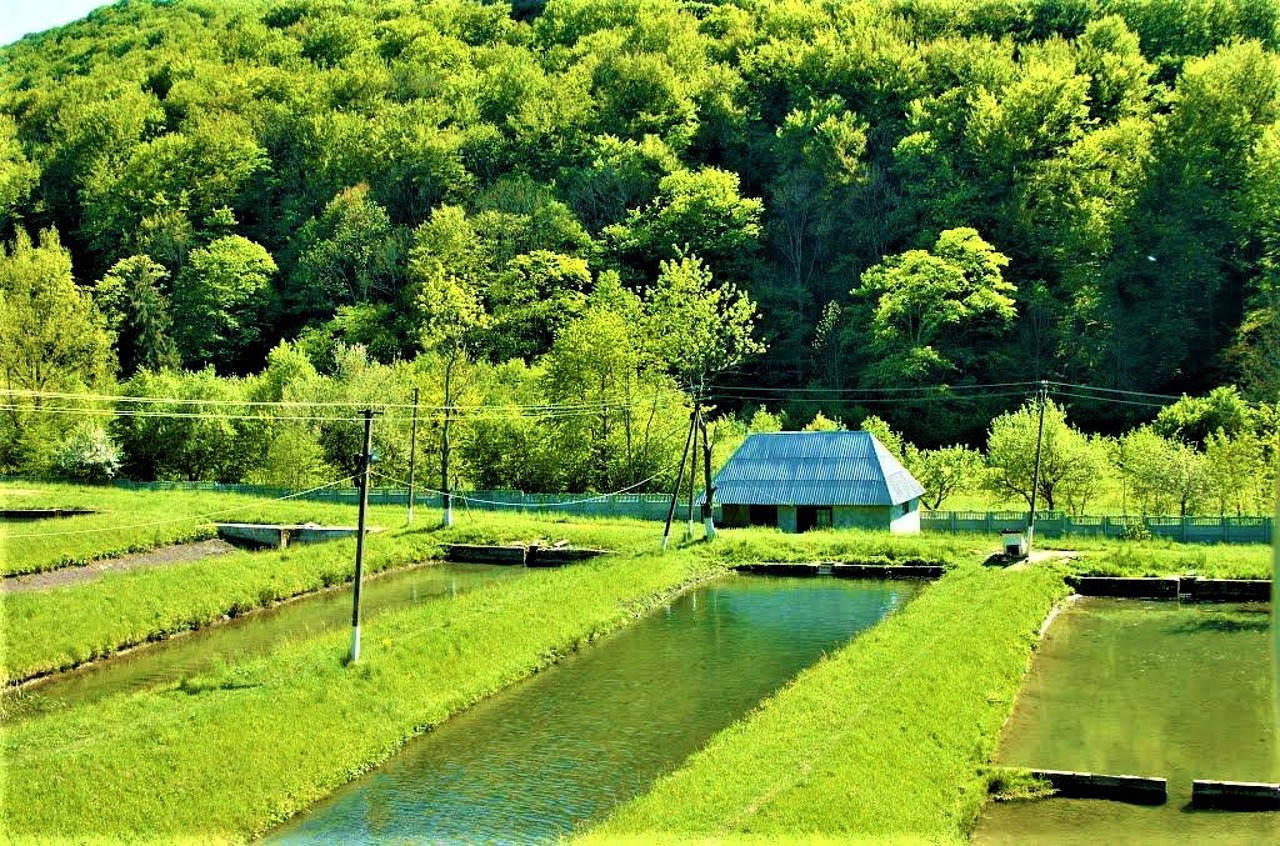 Vovchyi village