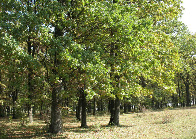 Романковецький парк, Романківці