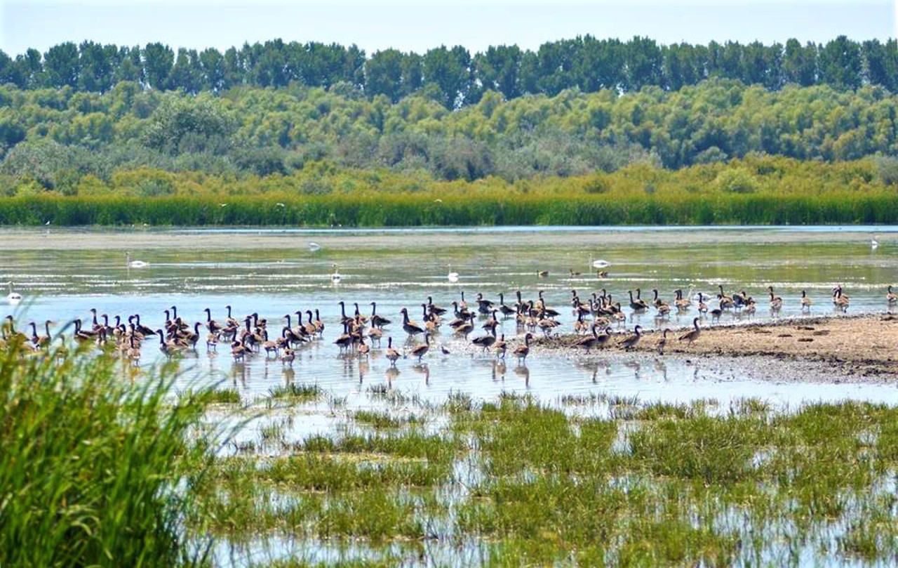 Дунайський біосферний заповідник, Вилкове