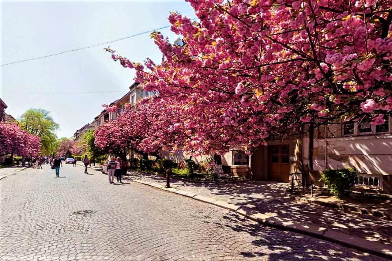 Сакуровая аллея, Ужгород