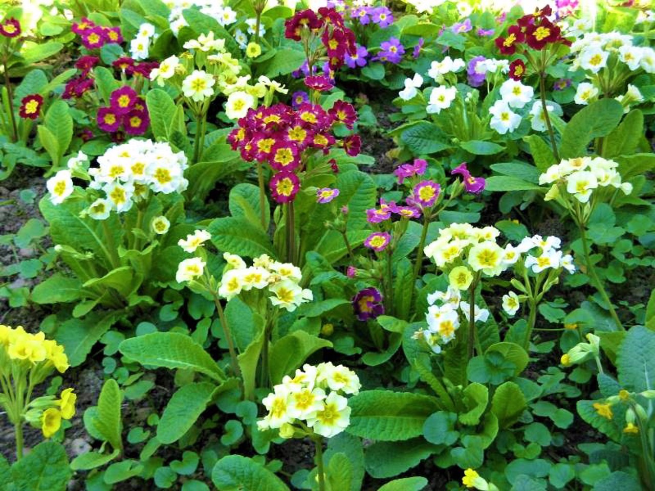 Botanical Garden, Uzhhorod