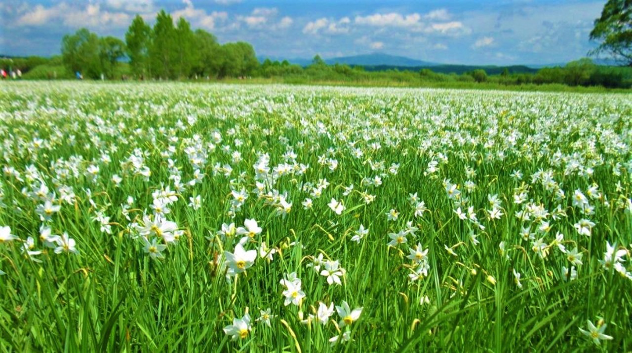 Долина нарцисів, Хуст