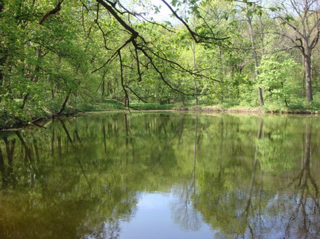 Краснокутський дендропарк, Основинці