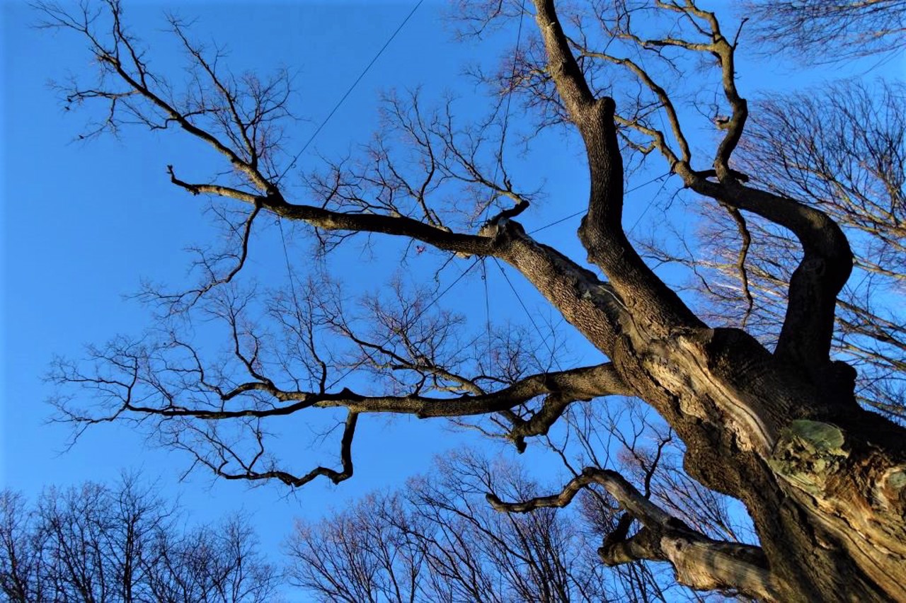 Zaliznyak Oak, Kholodny Yar