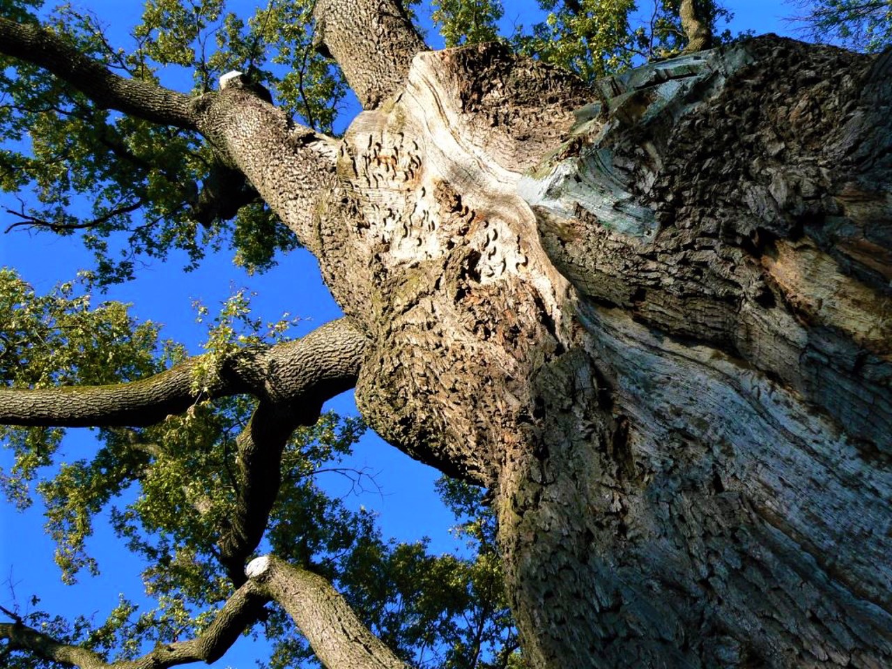 Zaliznyak Oak, Kholodny Yar
