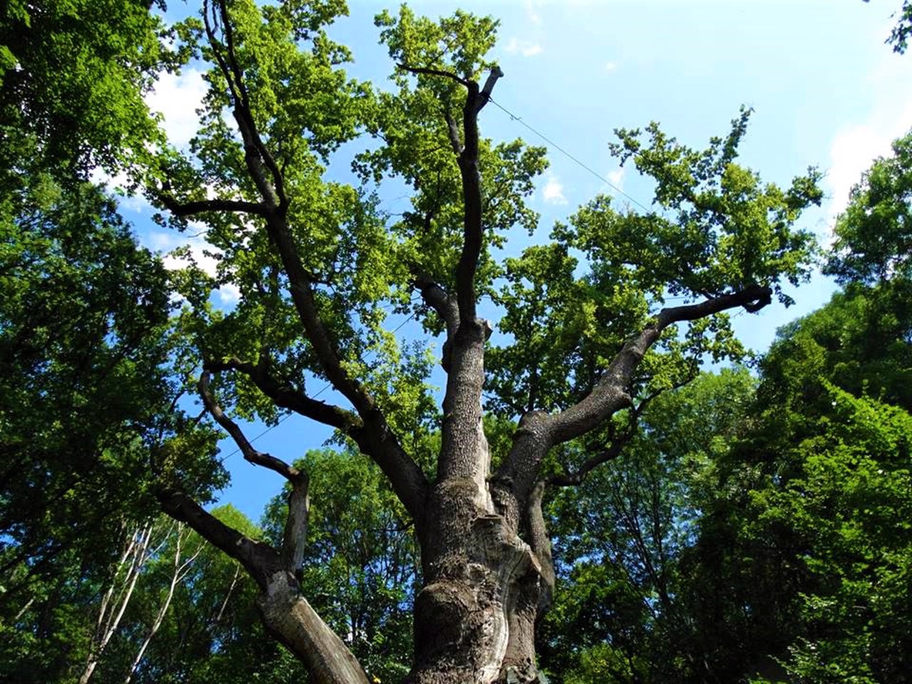 Zaliznyak Oak, Kholodny Yar
