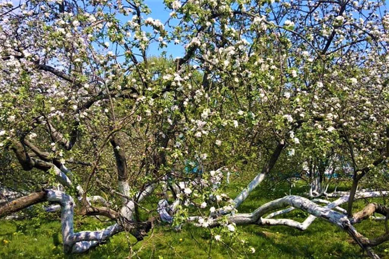 Яблуня-колонія, Кролевець