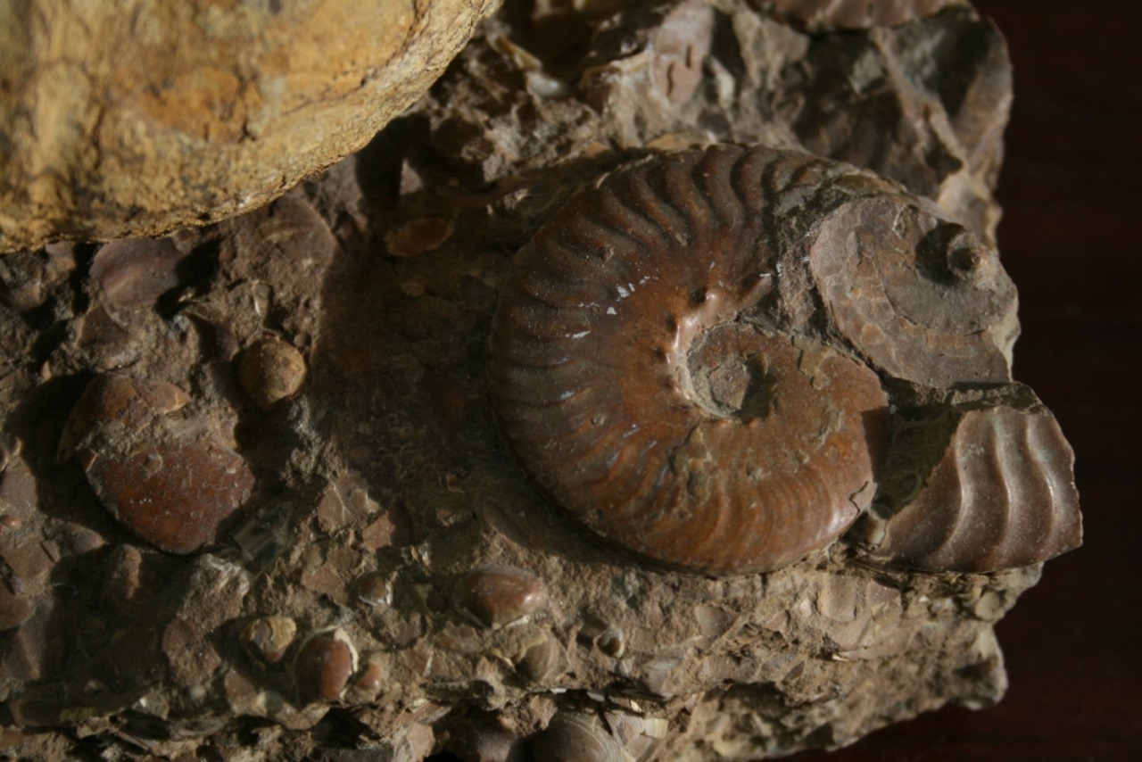 Geological Museum of Kyiv National University