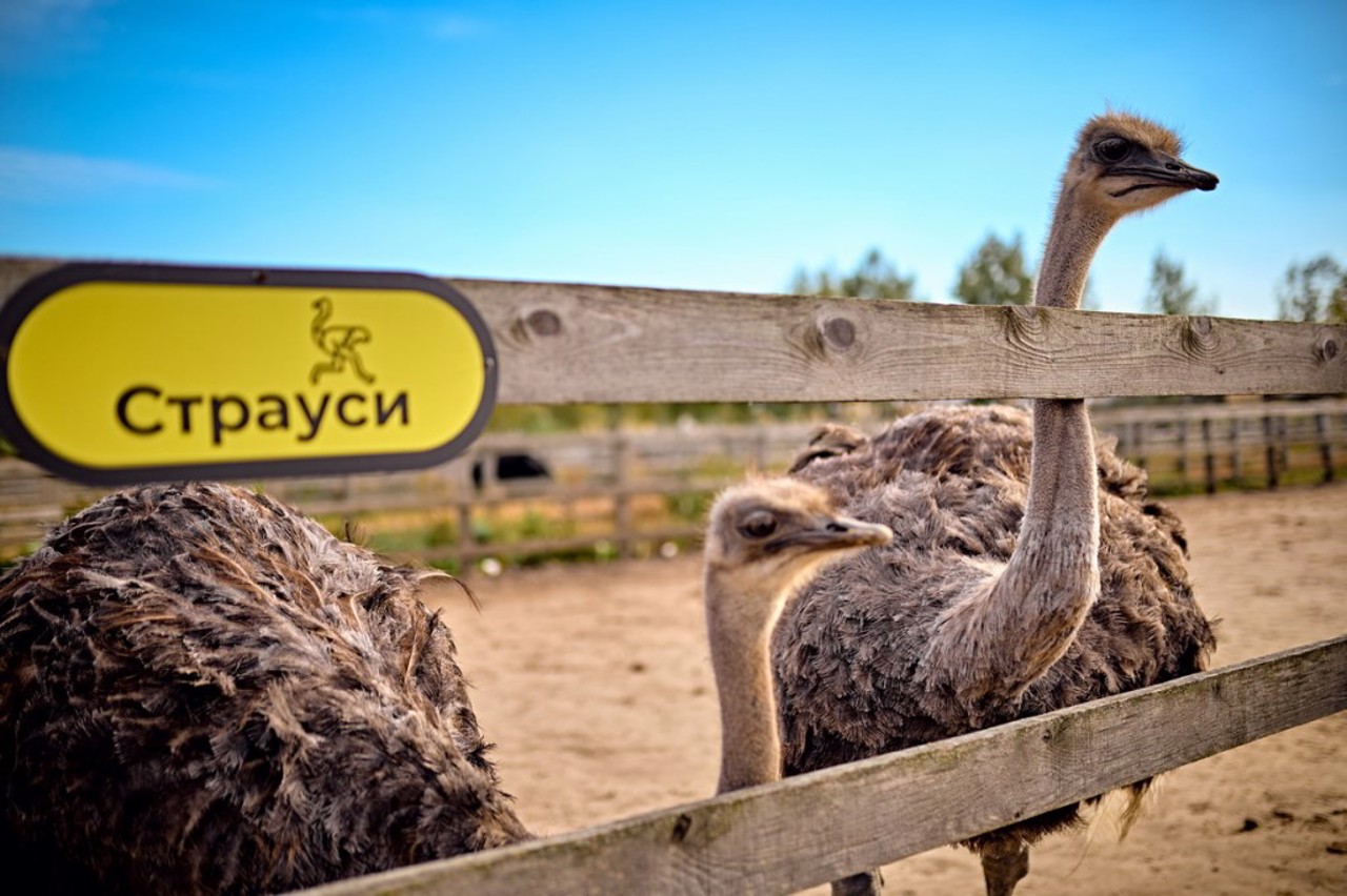 Family Ecopark "Yasnohorodka" (Ostrich Farm "Ostrich Valley")