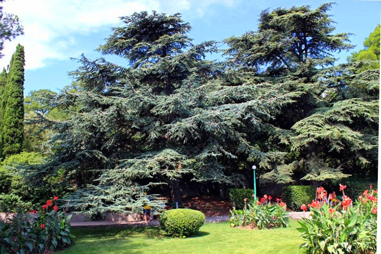 Miskhor Park, Koreiz