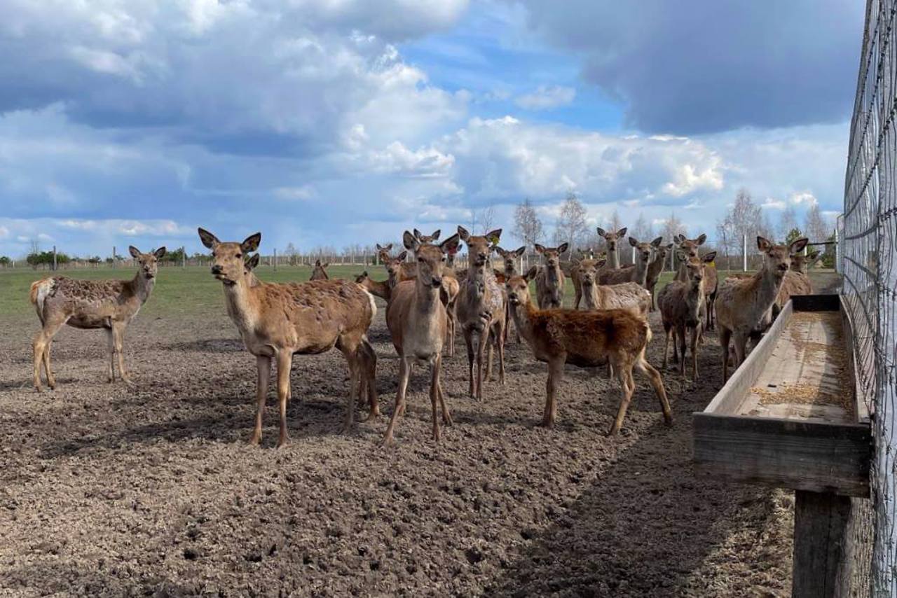 Оленяча ферма, Костянтинівка