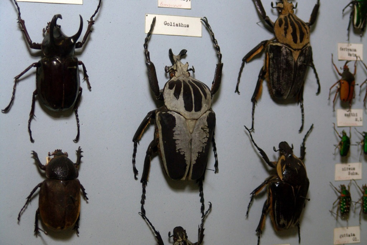 Nature Museum, Kharkiv