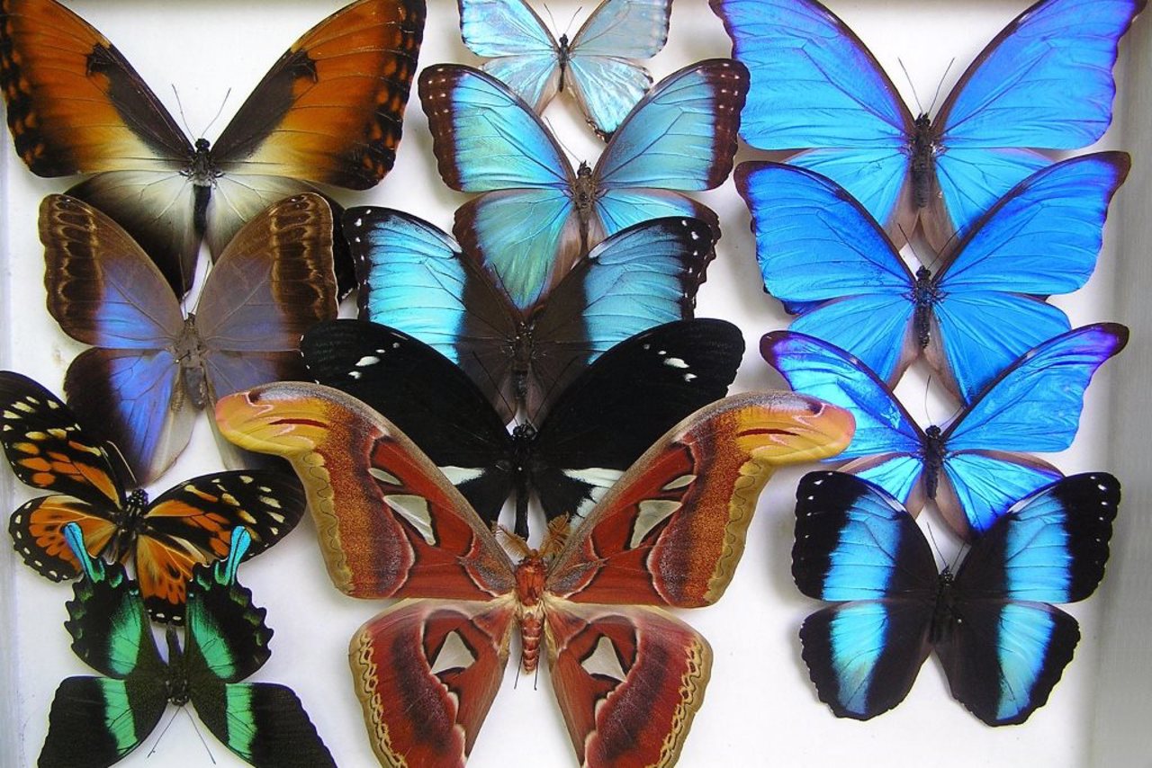 Nature Museum, Kharkiv