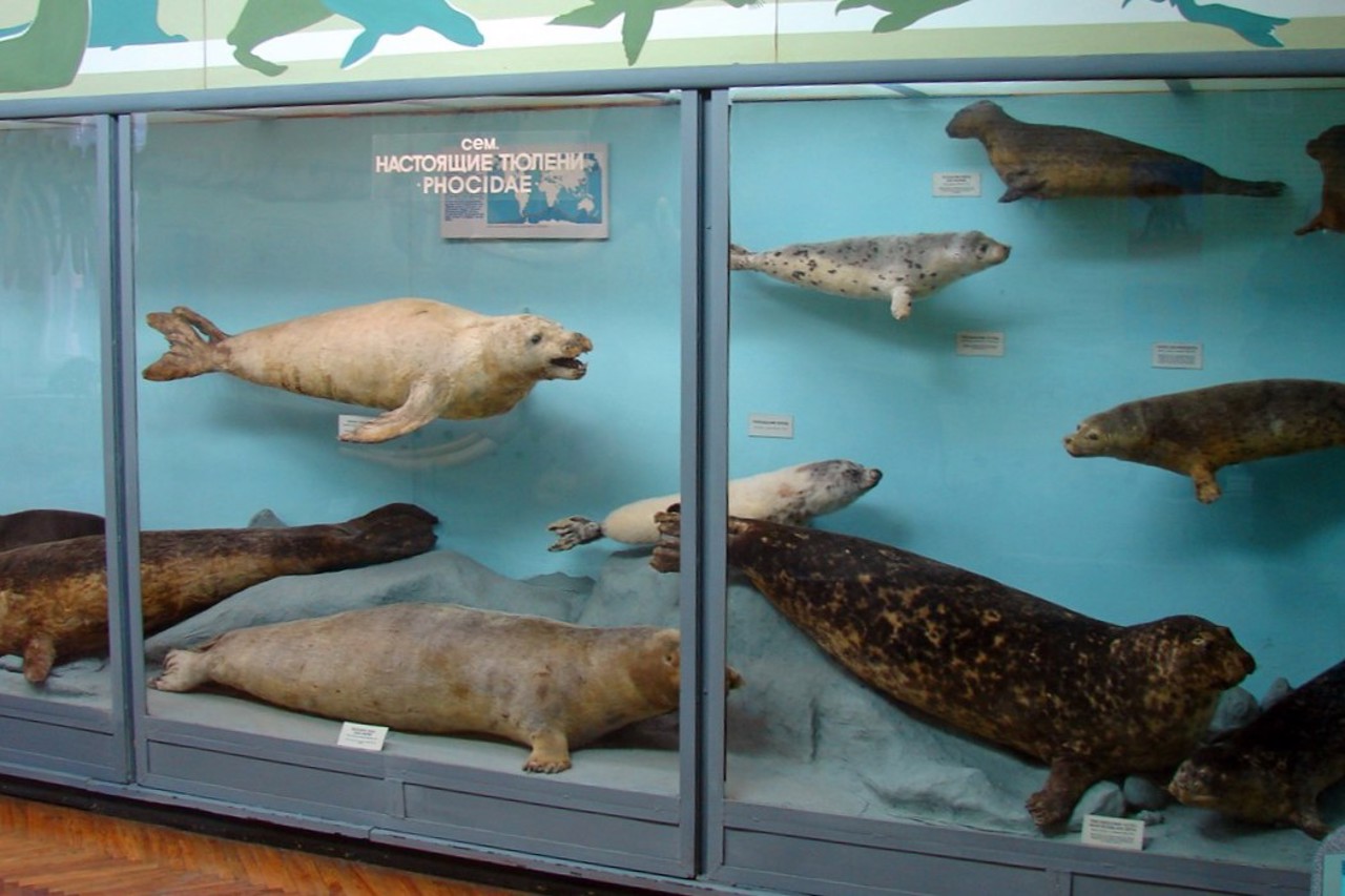 Nature Museum, Kharkiv