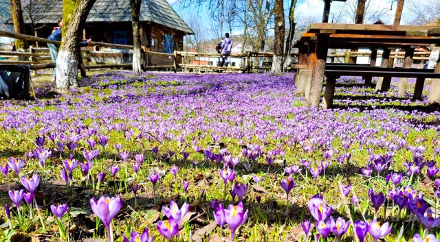 У закарпатському скансені почалося цвітіння шафранів