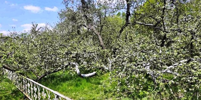 У Кролевці розцвіла яблуня-колонія